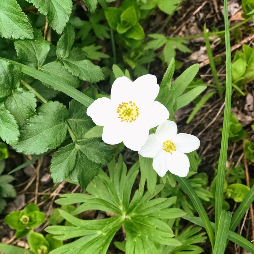 Meet your Posher, Jessi